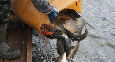 Vše o zarybnění nádrže: její podstata, druhy ryb a požadavky